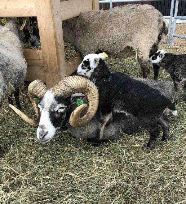 Klippt lammskinn nr 5 - Bild 3