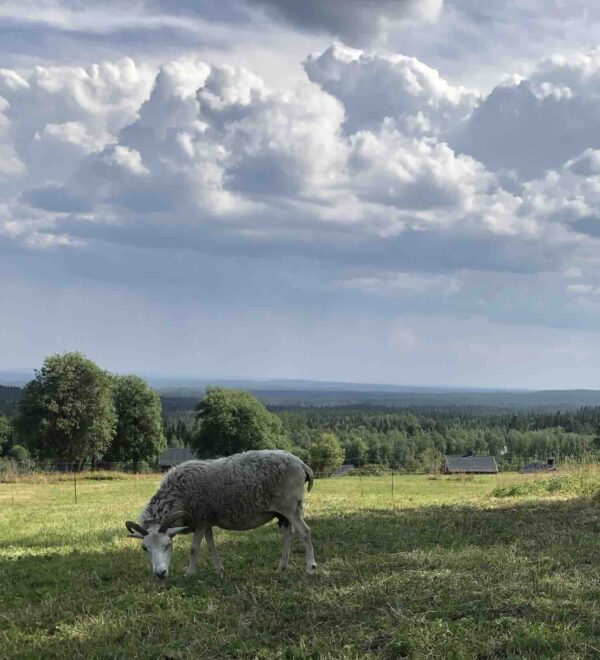 Klippt lammskinn nr 6 - Bild 5