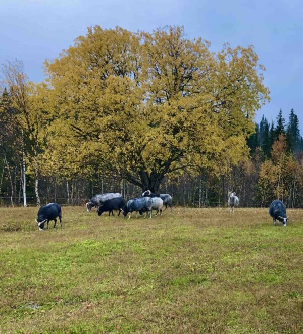 Kortklippt lammskinn nr 4 - Bild 5